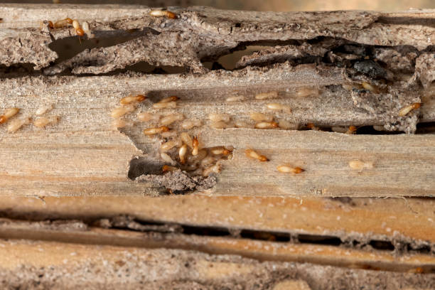 Best Best Pest Control Companies  in Beaver Dam, WI